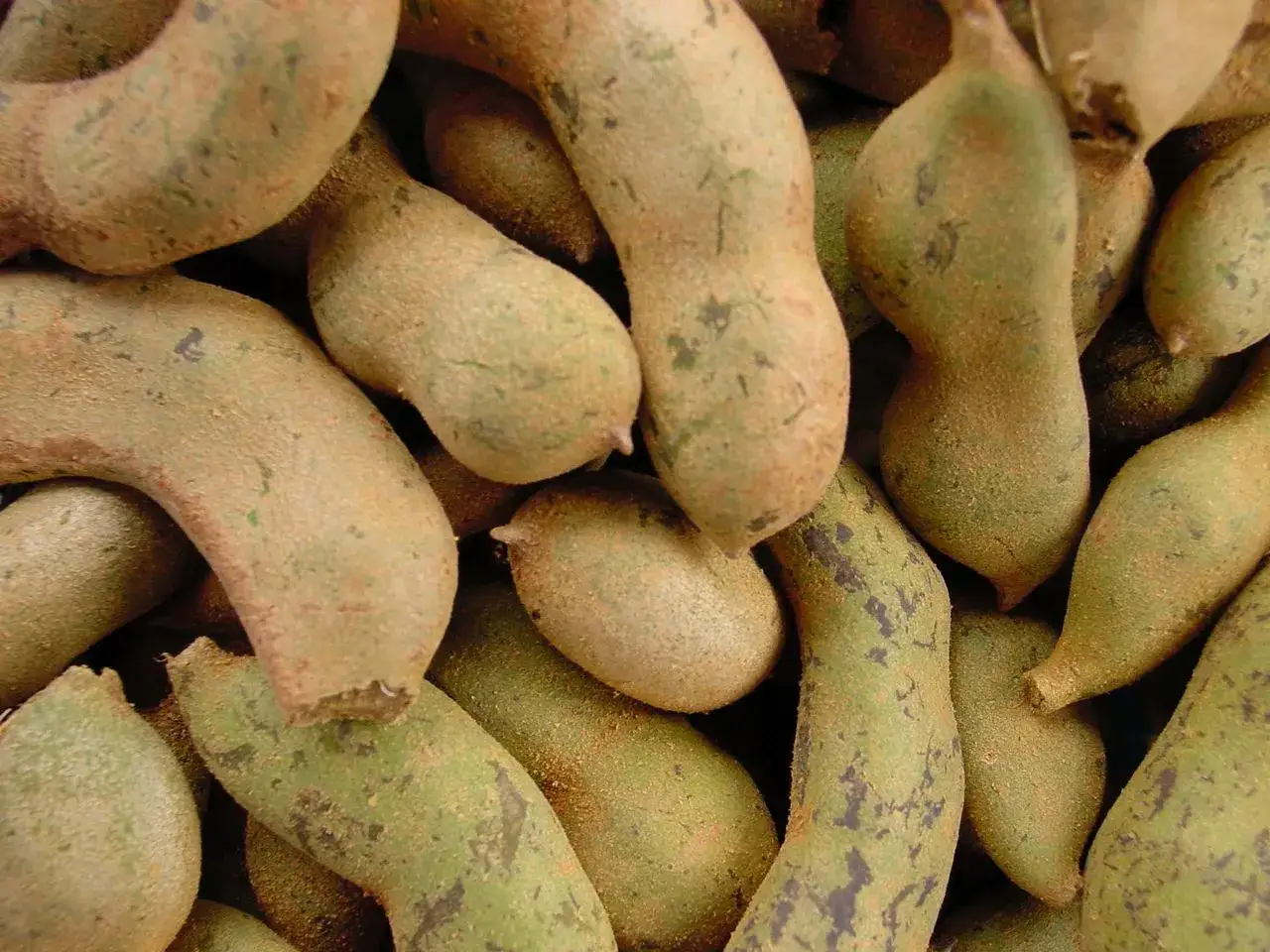 Tamarillo jak jeść? Te zielone strąki to tamarillo, które można jeść na wiele sposobów.